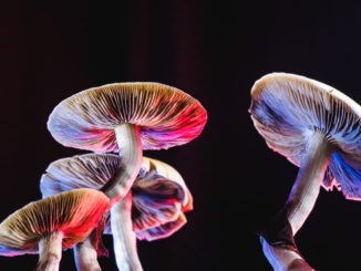 Psilocybin: Magic mushroom compound 'promising' for depression