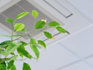 Ficus green leaves on the background ofceiling air conditioner