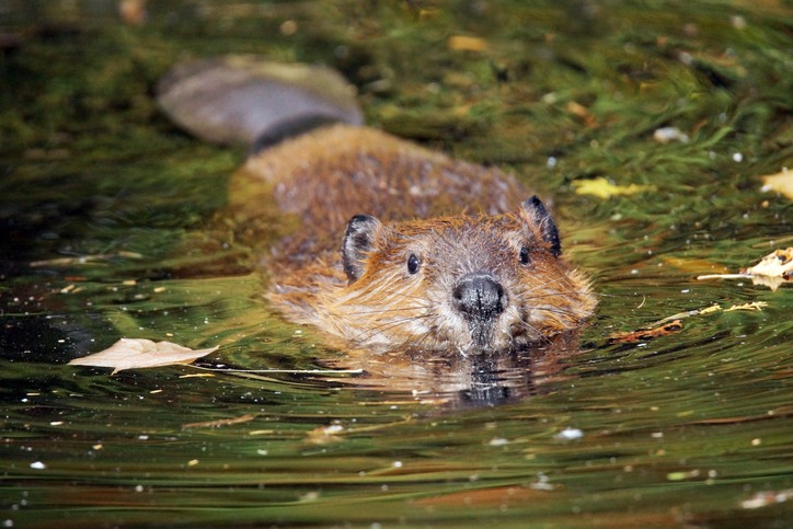 Cute swimming beaver in murky lake water