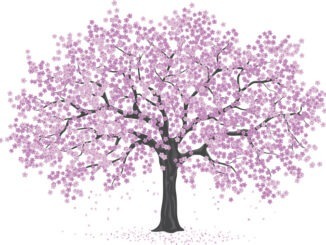 pink cherry blossom tree, sakura