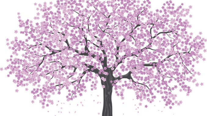 pink cherry blossom tree, sakura