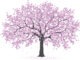 pink cherry blossom tree, sakura