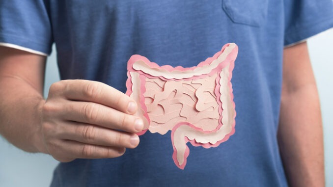 Man holding decorative model intestine. Close up